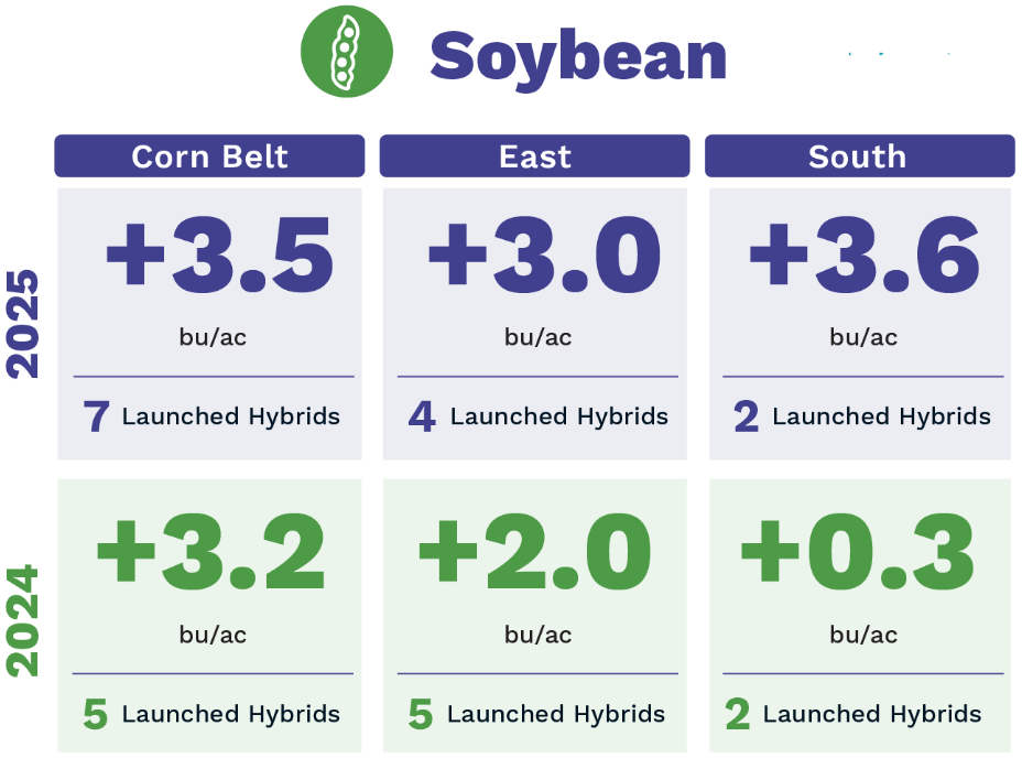 soybean